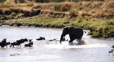 But the Wildebeest keep coming., Tanzania 2016 - Mara River